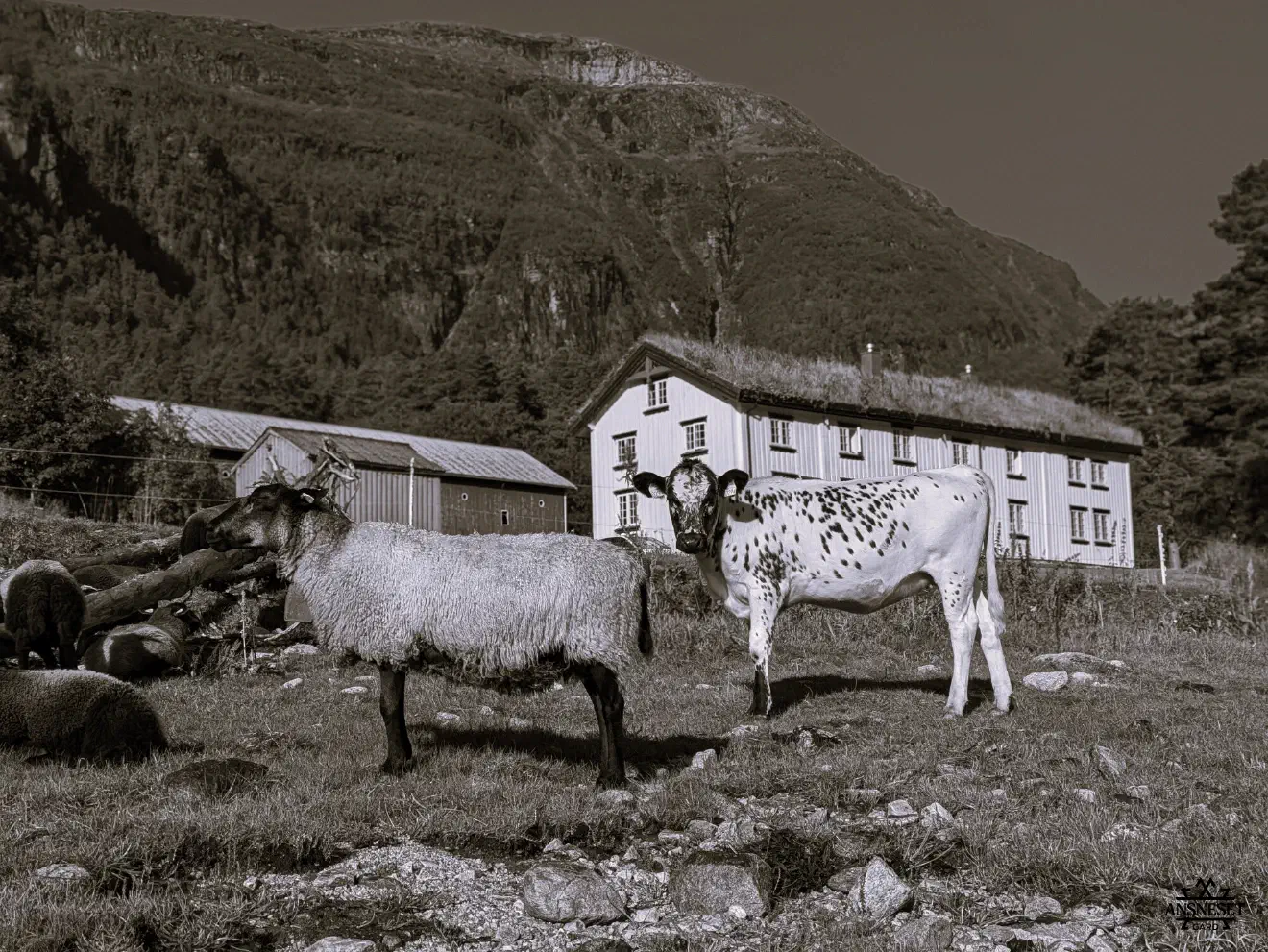 Søk banner