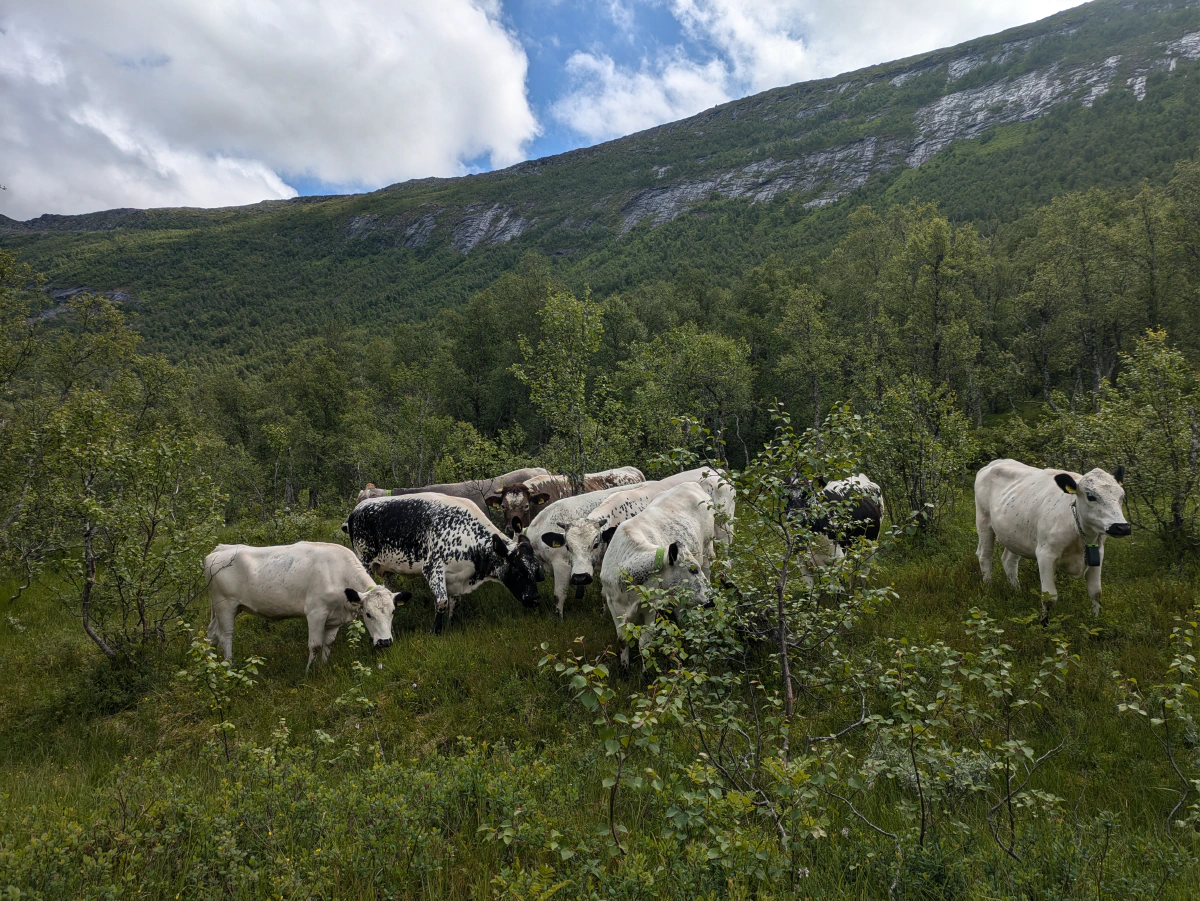 Romådalsliene