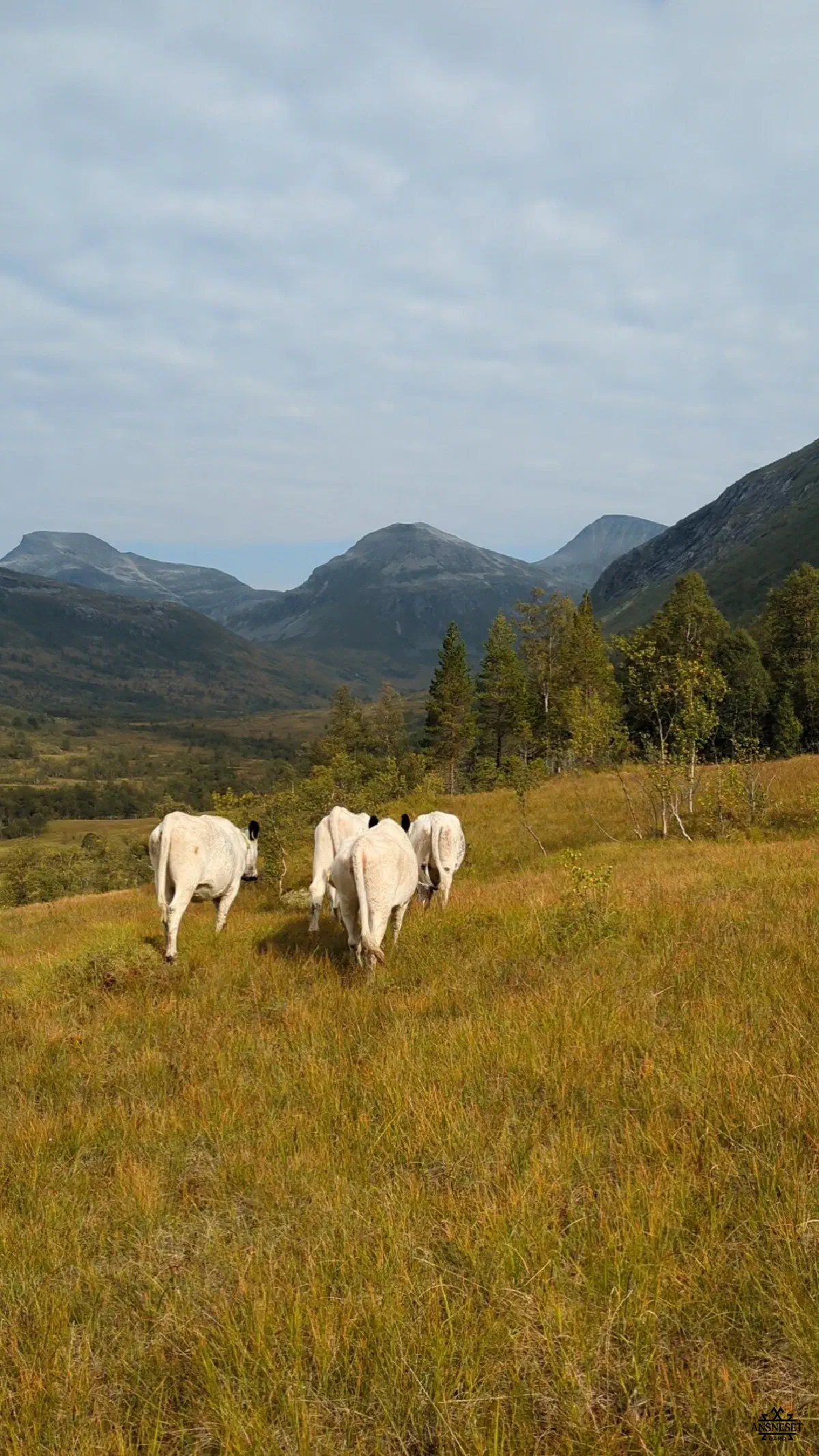 Fint i fjellet
