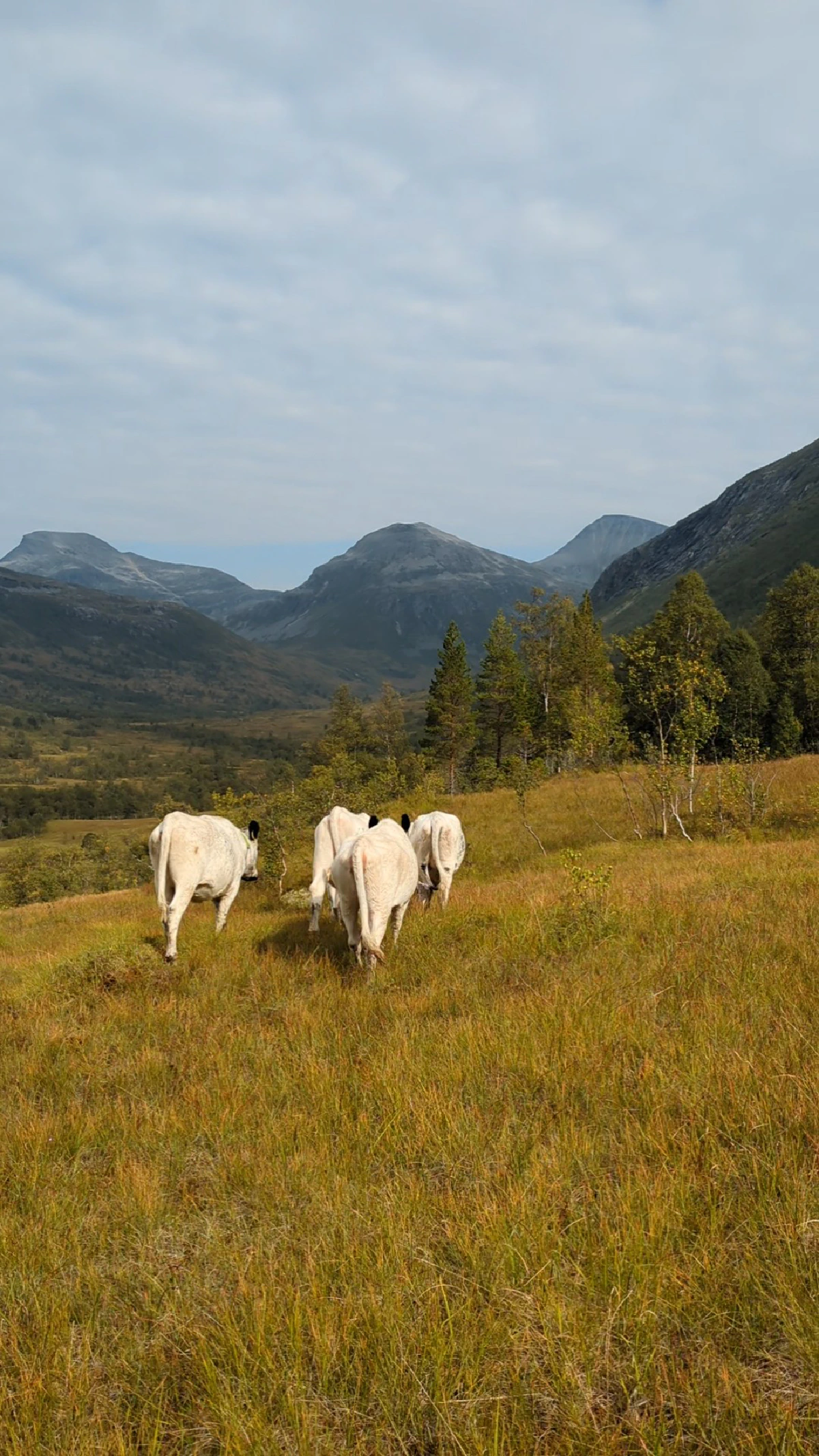 Fint i fjellet
