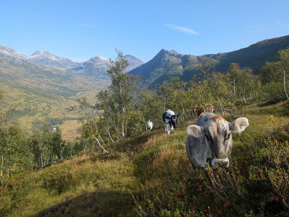 Nyskjerrige!