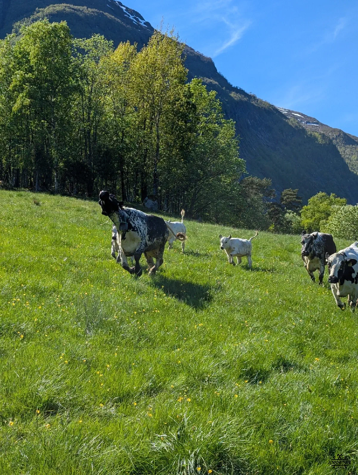Intervall