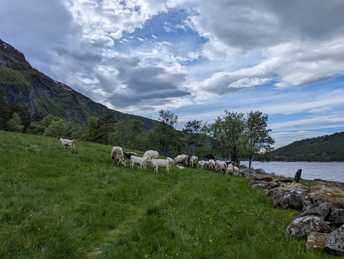 RoenSenkerSeg