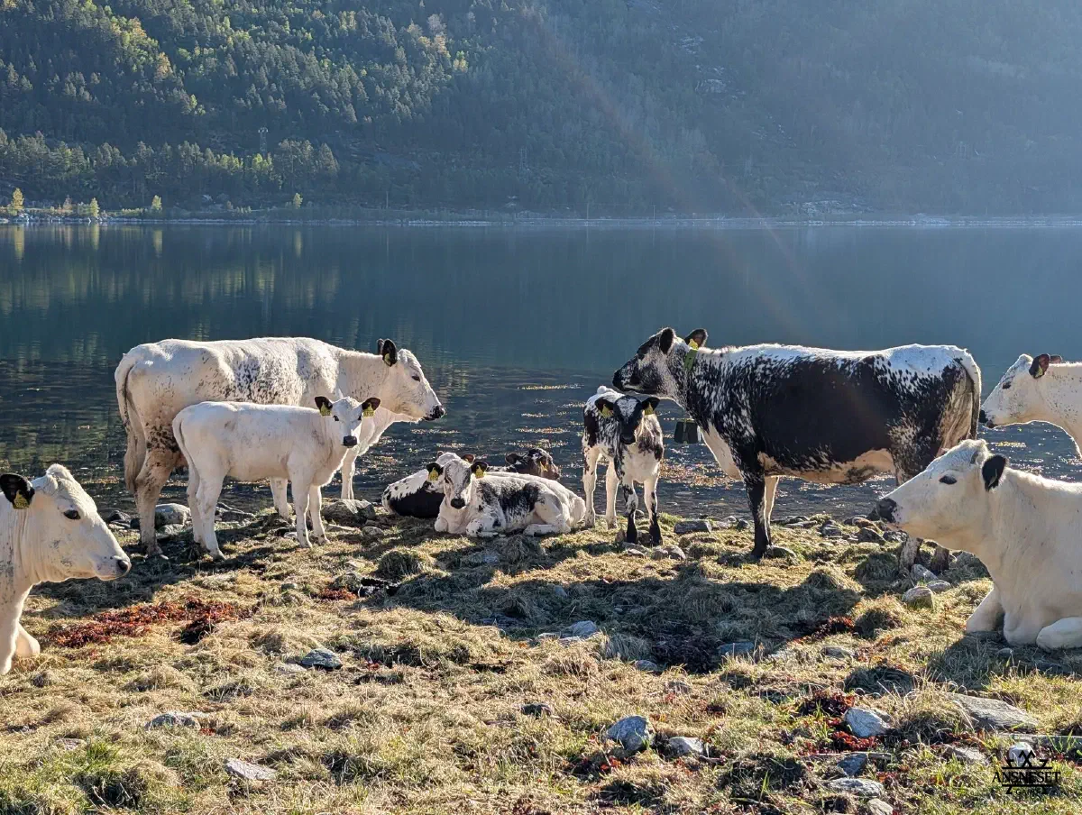 STN-storfe ved fjorden