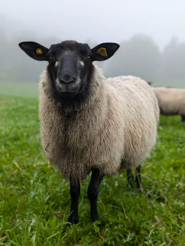 Lammekjøtt