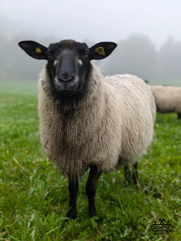 Lammekjøtt